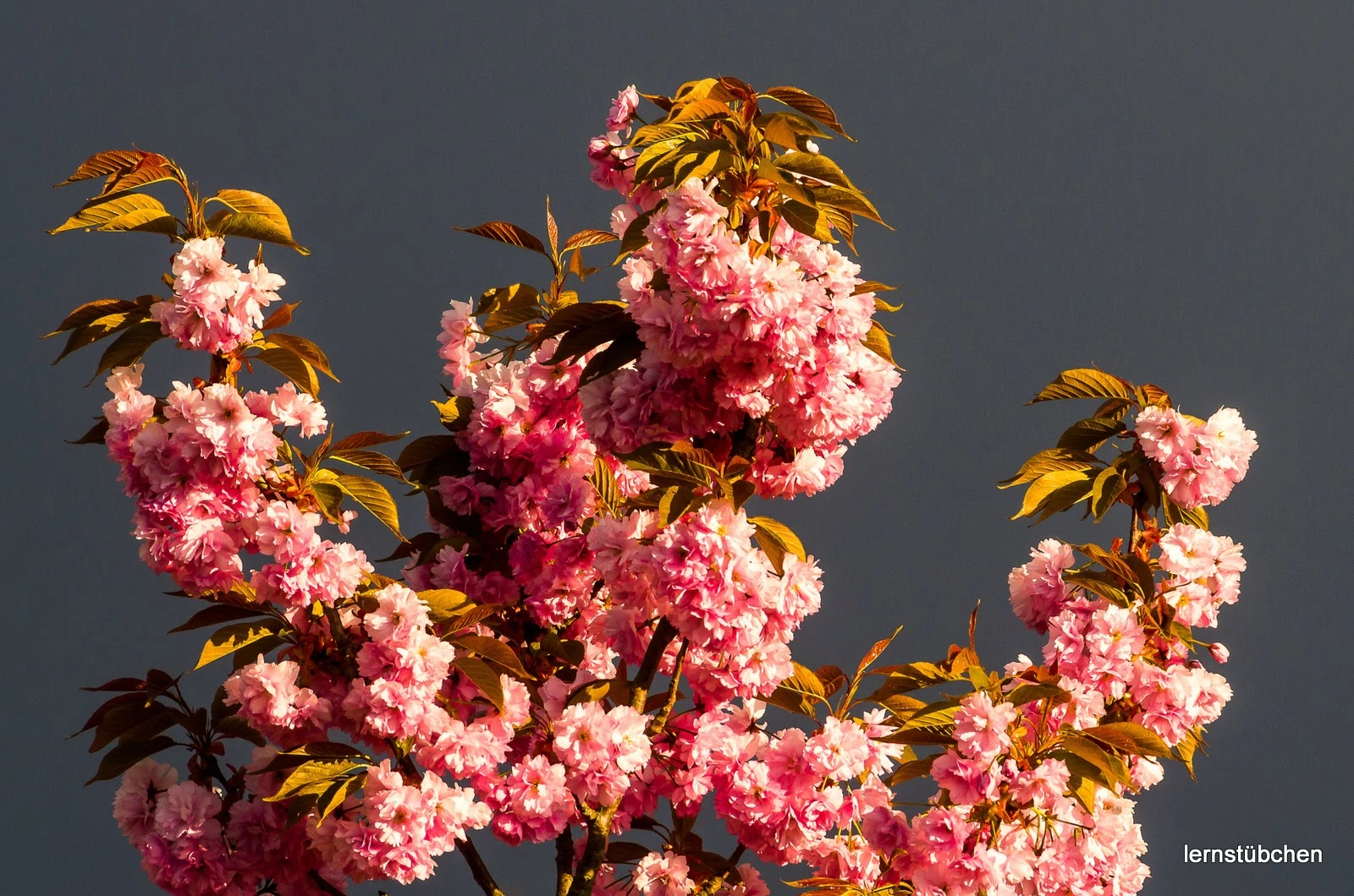 Blüten.jpeg